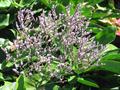 Sea Lavender